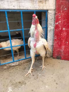 aseel heera rooster | heeri hen | paper white rooster