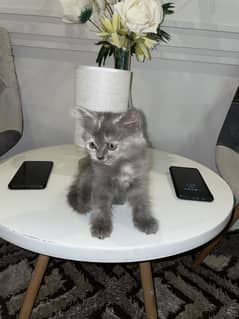 Persian kittens