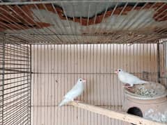 white,grey,silver java breeder pair.