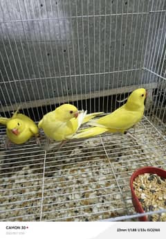 Yellow Ringneck Near to Self