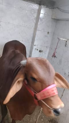 bachara qurbani ke liye