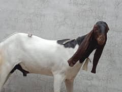 Desi Bakre