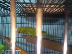 long tail fresh pieces