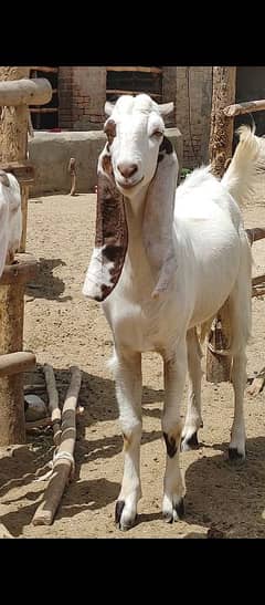 Bakra for Qurbani | Qurbani 2025
