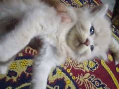 PARSIAN BABYCAT