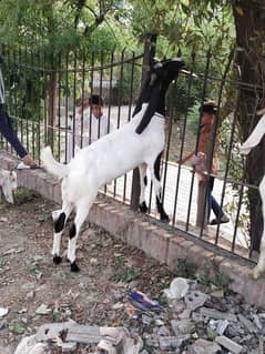 2 qurbani goats