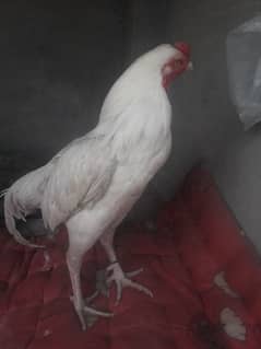 heera