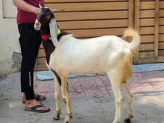 qurbani donda bakra live weight 42kg plus