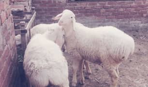 white dumba for sale