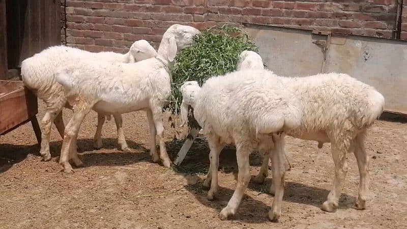 white dumba for sale 1