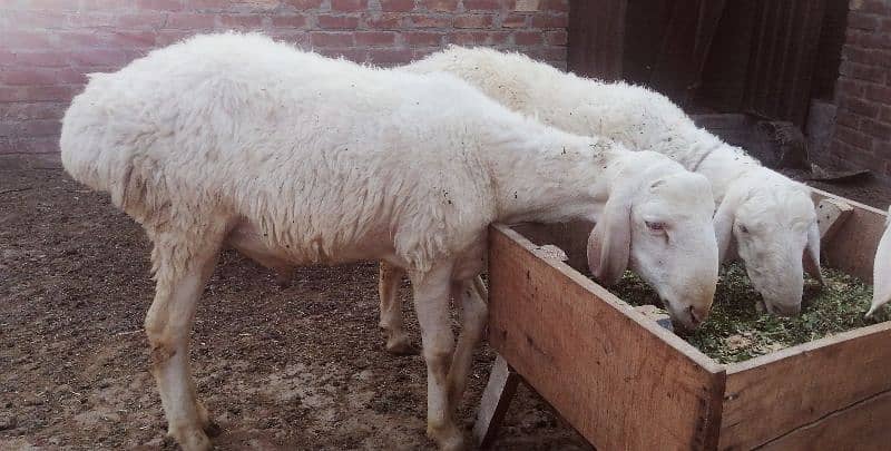 white dumba for sale 2