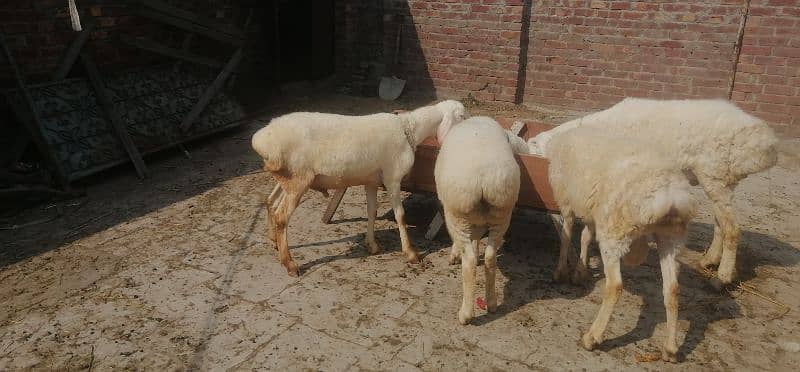 white dumba for sale 3