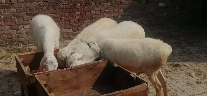 white dumba for sale 4