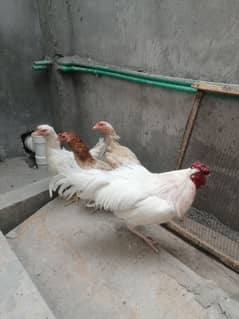 Hens
