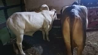 Gulabi or ablak bachre