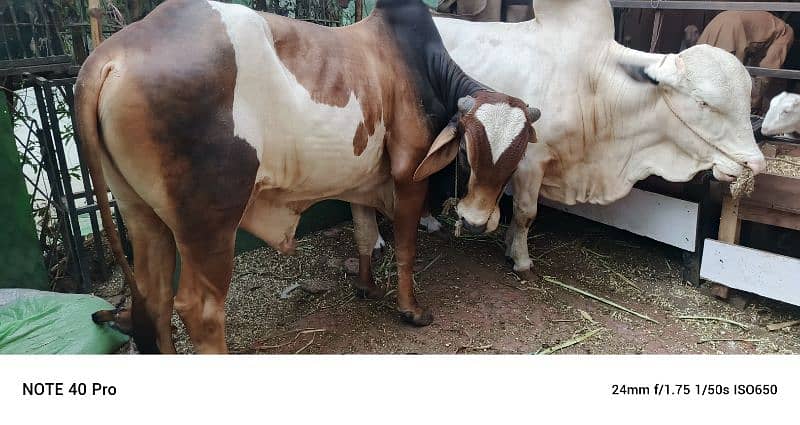 Gulabi or ablak bachre 2