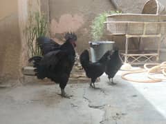 Ayam cemani gray toung trio set 1 male and 2 female