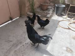 Ayam