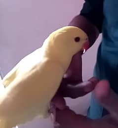 Yellow Ring neck Chick