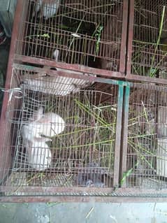 Rabbits For Sell Available Both Male and Female