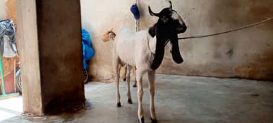 bakra