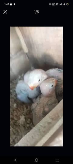 Raw Chiks for sale