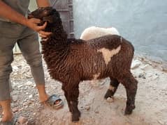 mundray chatray available location gajjumatah matro station Arif town
