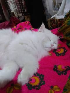 Beautiful Cat looking for a new home