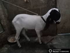 dumba