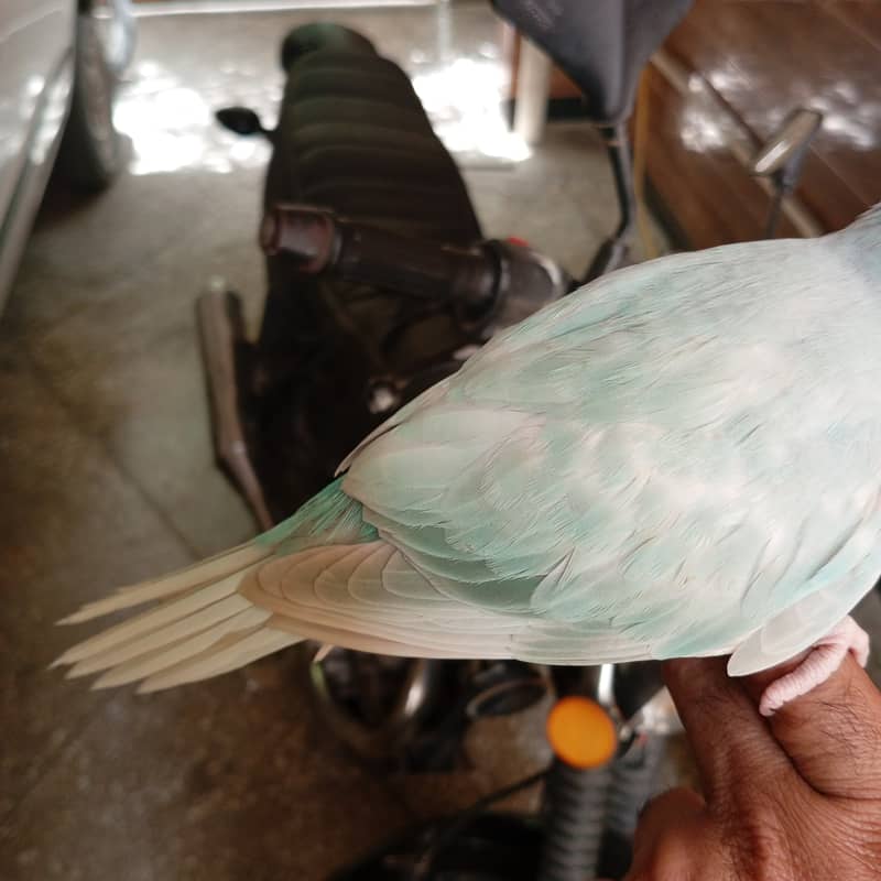 White head and Yellow  ringneck 1