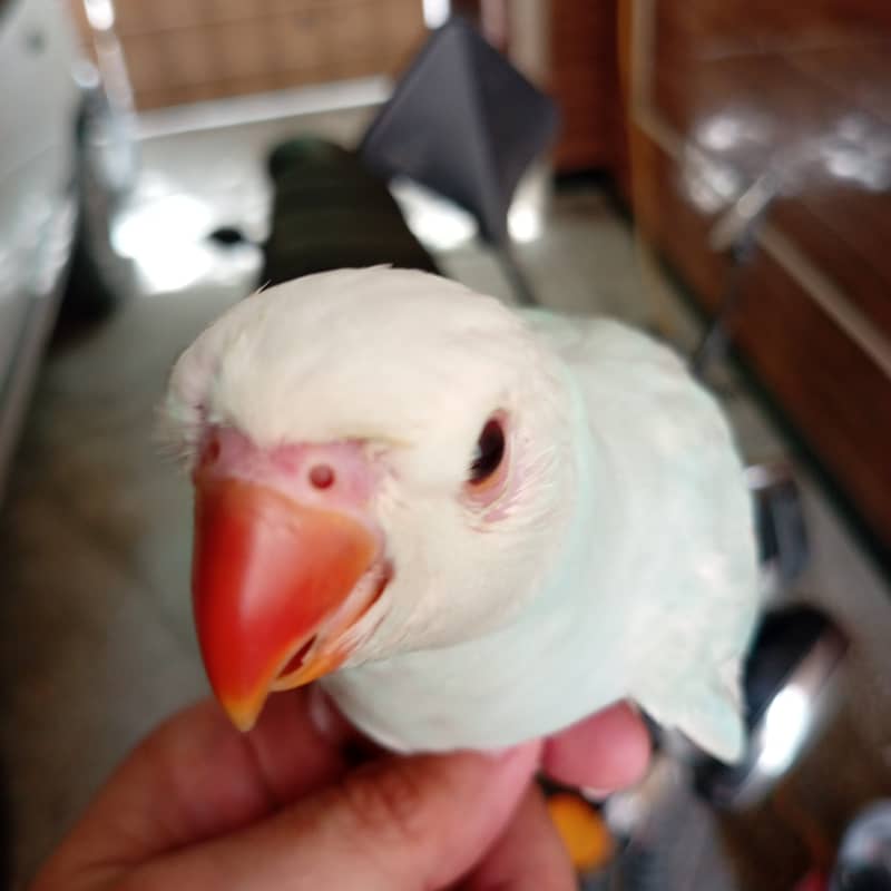 White head and Yellow  ringneck 3