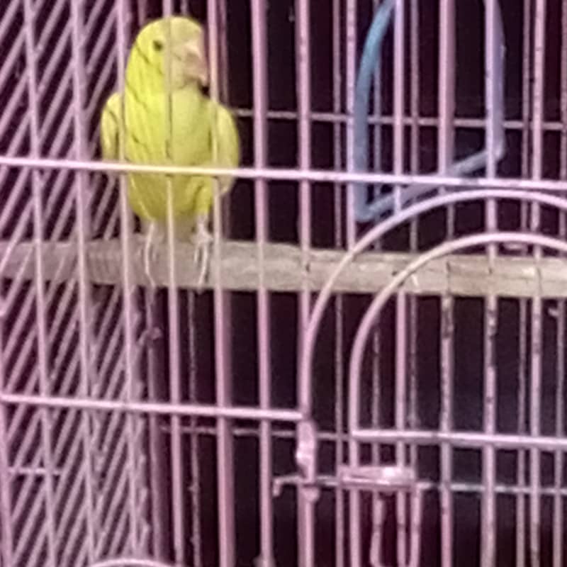 White head and Yellow  ringneck 4