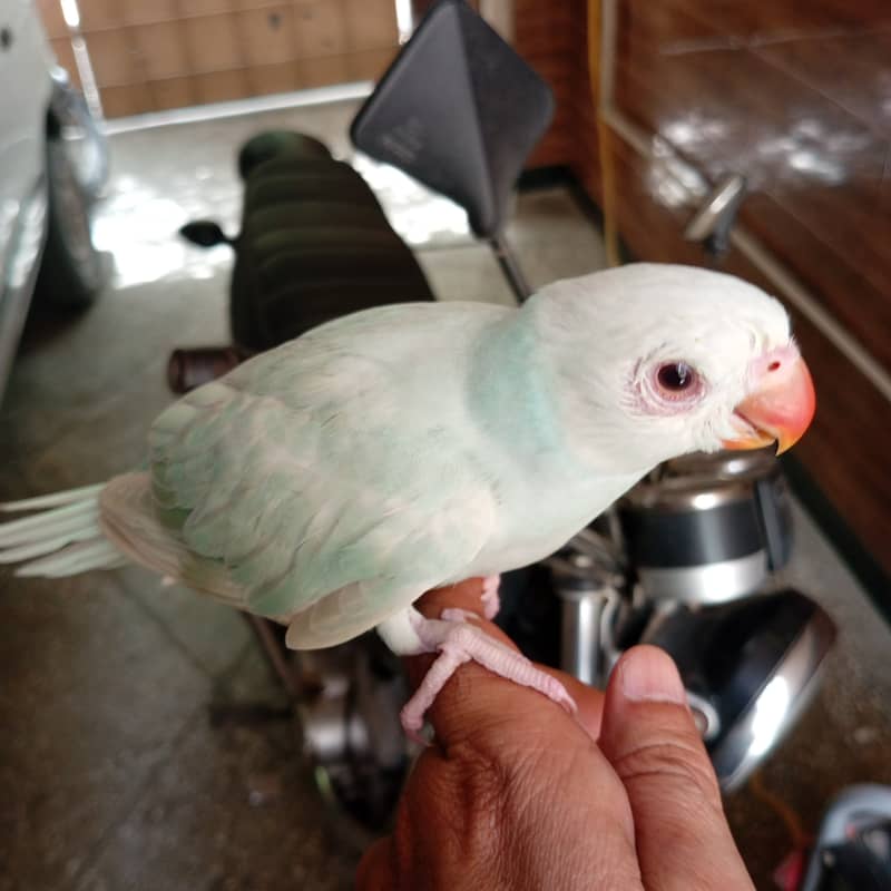 White head and Yellow  ringneck 7
