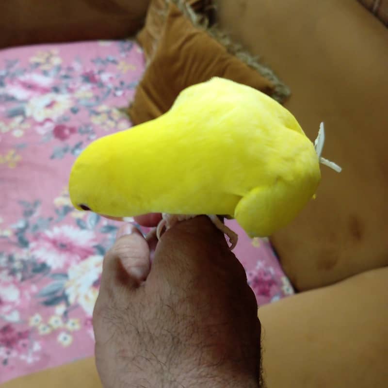 White head and Yellow  ringneck 9