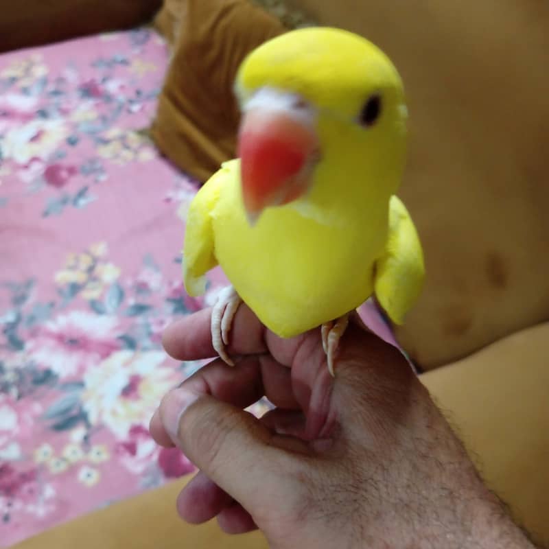 White head and Yellow  ringneck 10