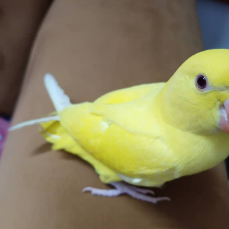White head and Yellow  ringneck 11