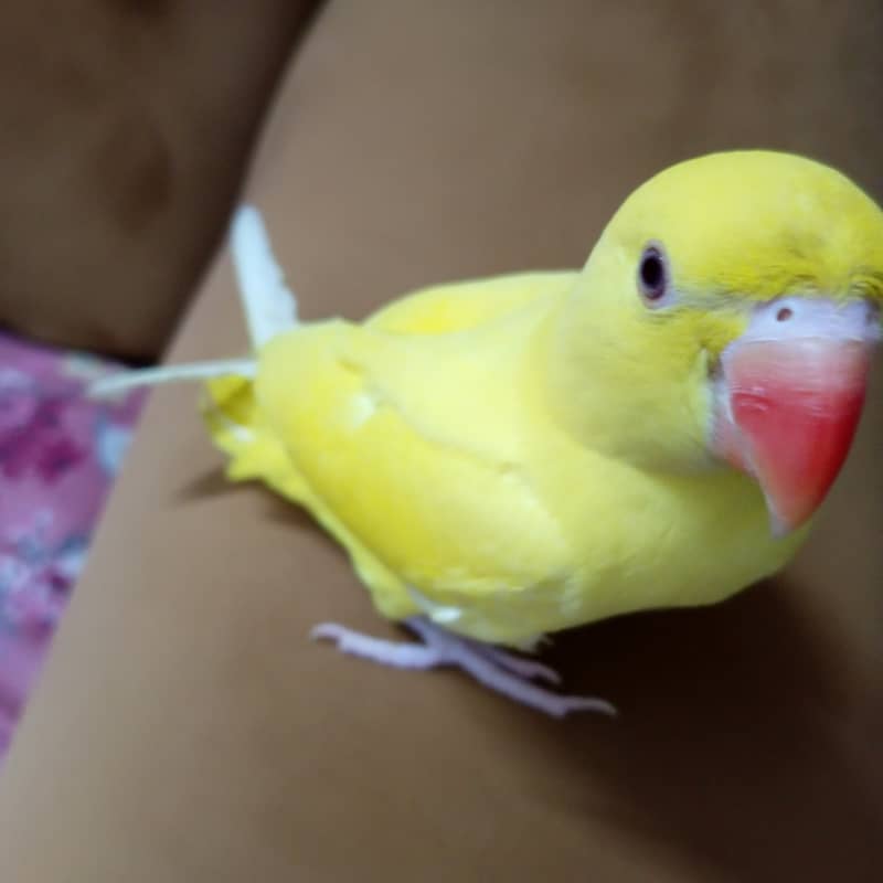 White head and Yellow  ringneck 12