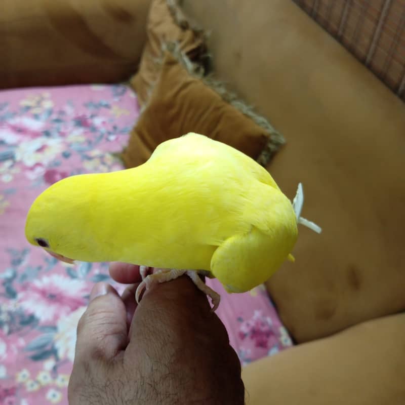 White head and Yellow  ringneck 13