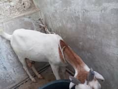 tapri bakri gabban hai 6 dant