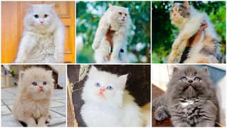 Persian triple coated punch face kittens and adult cats