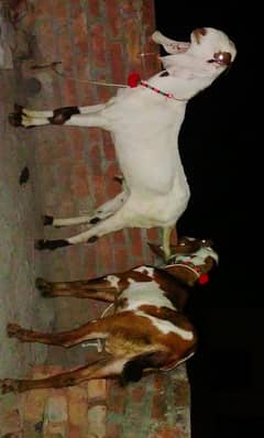 Bakry