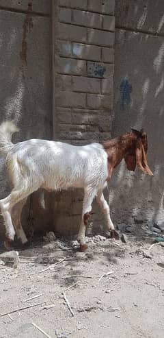 Goats 2 dant 4 dant