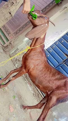 desi bakri