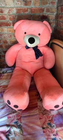 5.5 fit teddy imported made in dubai