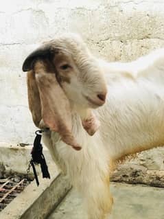 Heavy breeder bakra