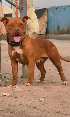 Pure Pitbull female for Sale Conform Breeder Only