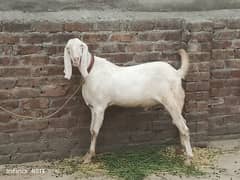 1 male 1 female goat