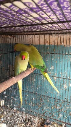 green ringneck pair