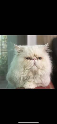 Persian pure white Adult Male confirmed Stud
