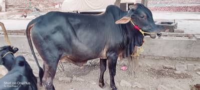 WaiyRa